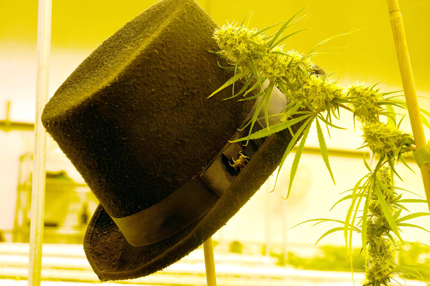Top Hat Concentrates